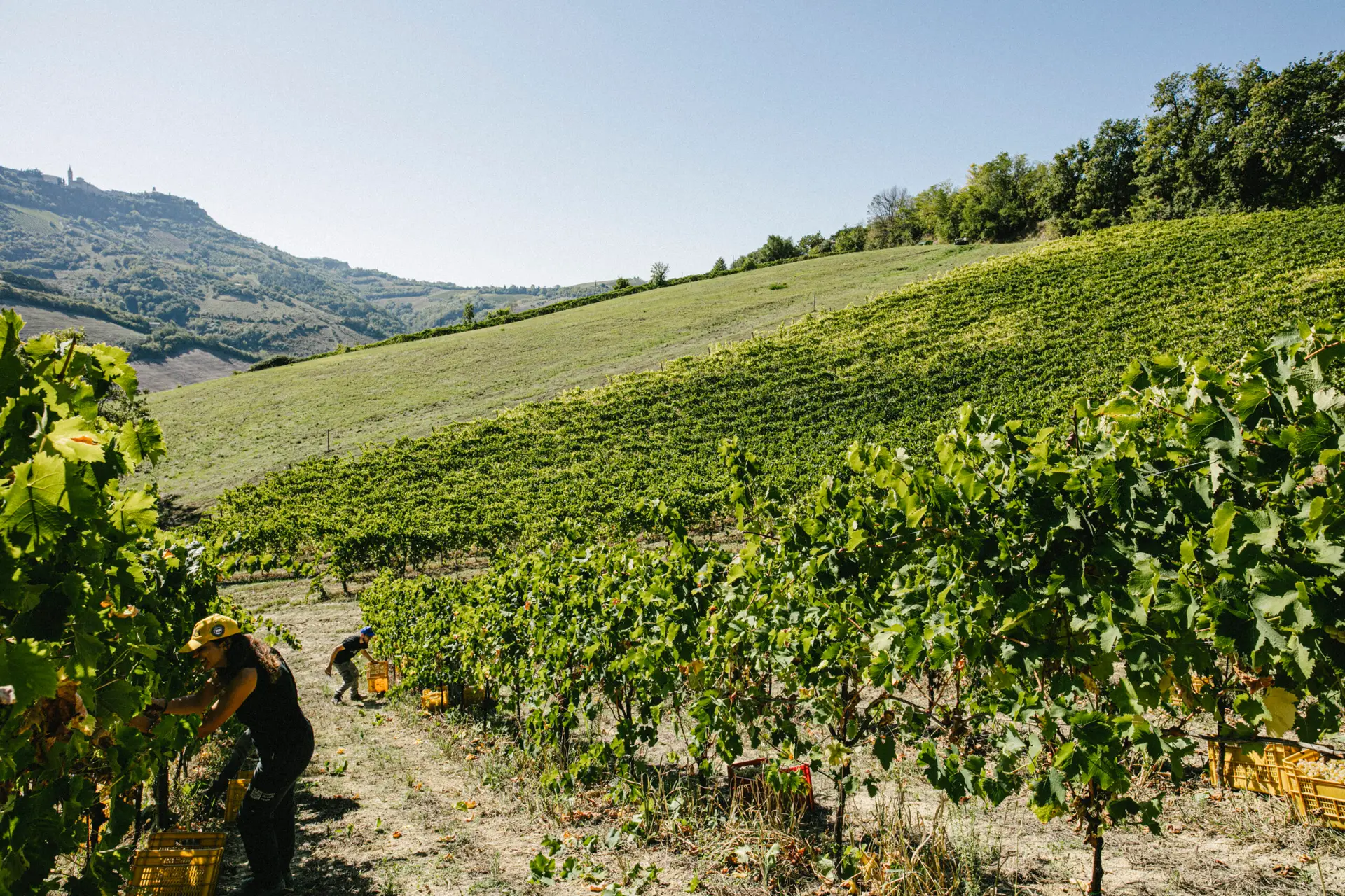 Proef de mooiste en lekkerste wijnen uit de Marche Italie, bij Il Picchio Vino - Handmatig geplukt en biologisch