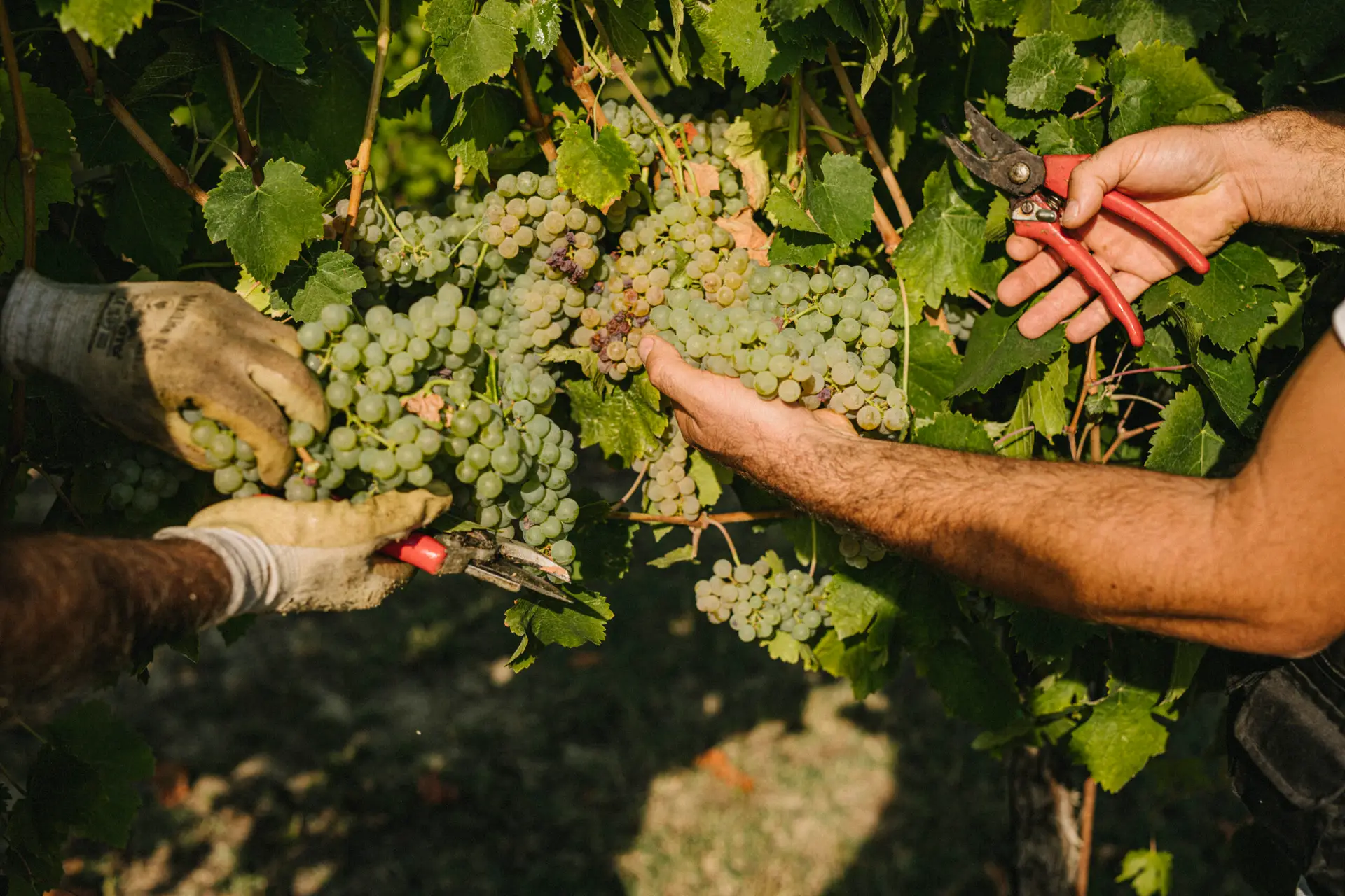 Proef de mooiste en lekkerste wijnen uit de Marche Italie, bij Il Picchio Vino - Handmatig geplukt en biologisch